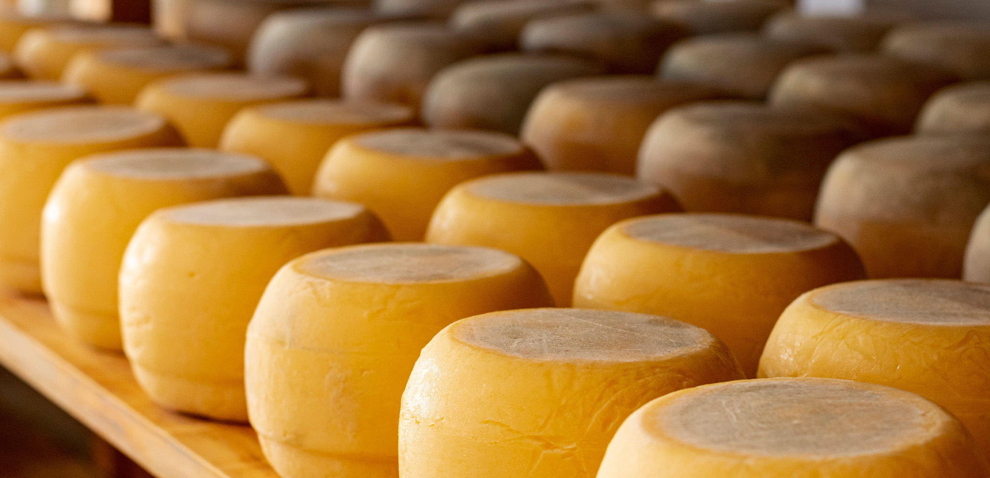 Food Syria 2026-Homepage image slider 3- 2000x967.jpg
